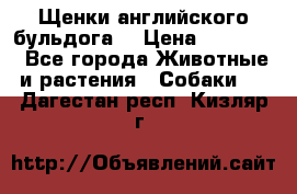 Щенки английского бульдога  › Цена ­ 60 000 - Все города Животные и растения » Собаки   . Дагестан респ.,Кизляр г.